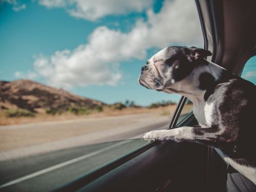 Traveling with Your Pet